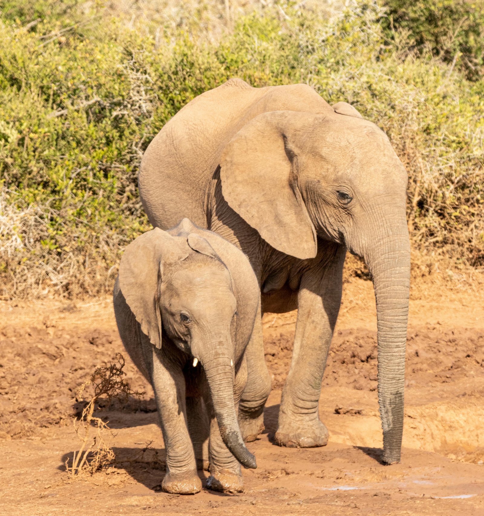 חיות - 2 (4).jpg